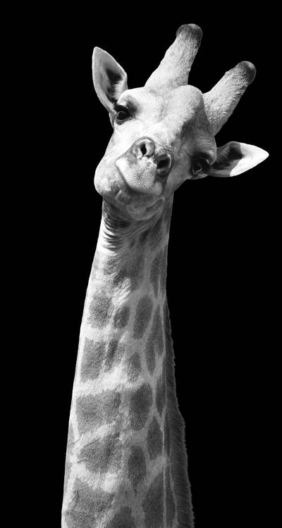 Hello Giraffe von Kerstin Steymans