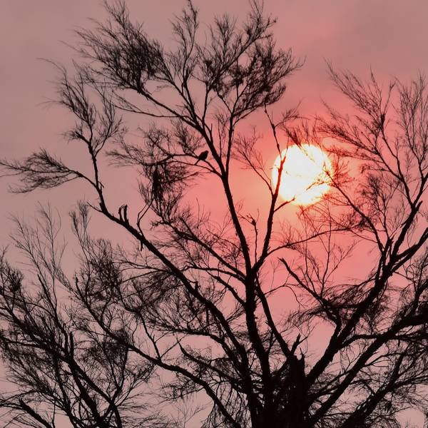 Sunsetbird  von Kerstin Steymans