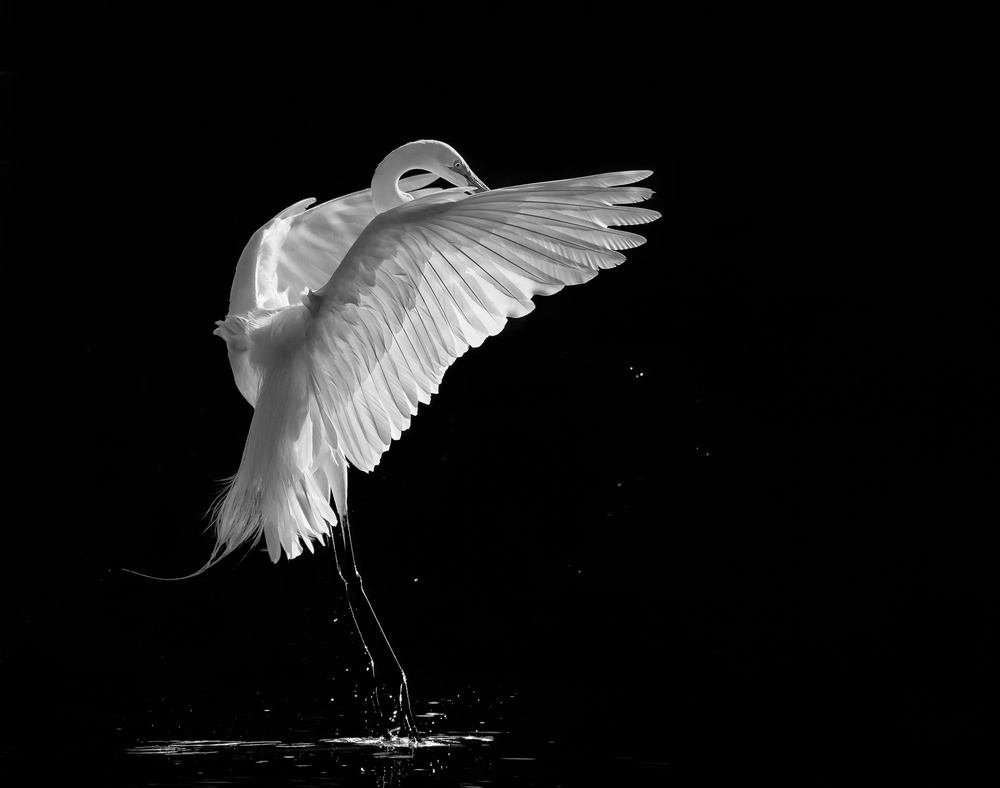 Portrait of A Great White Egret von Kevin Wang