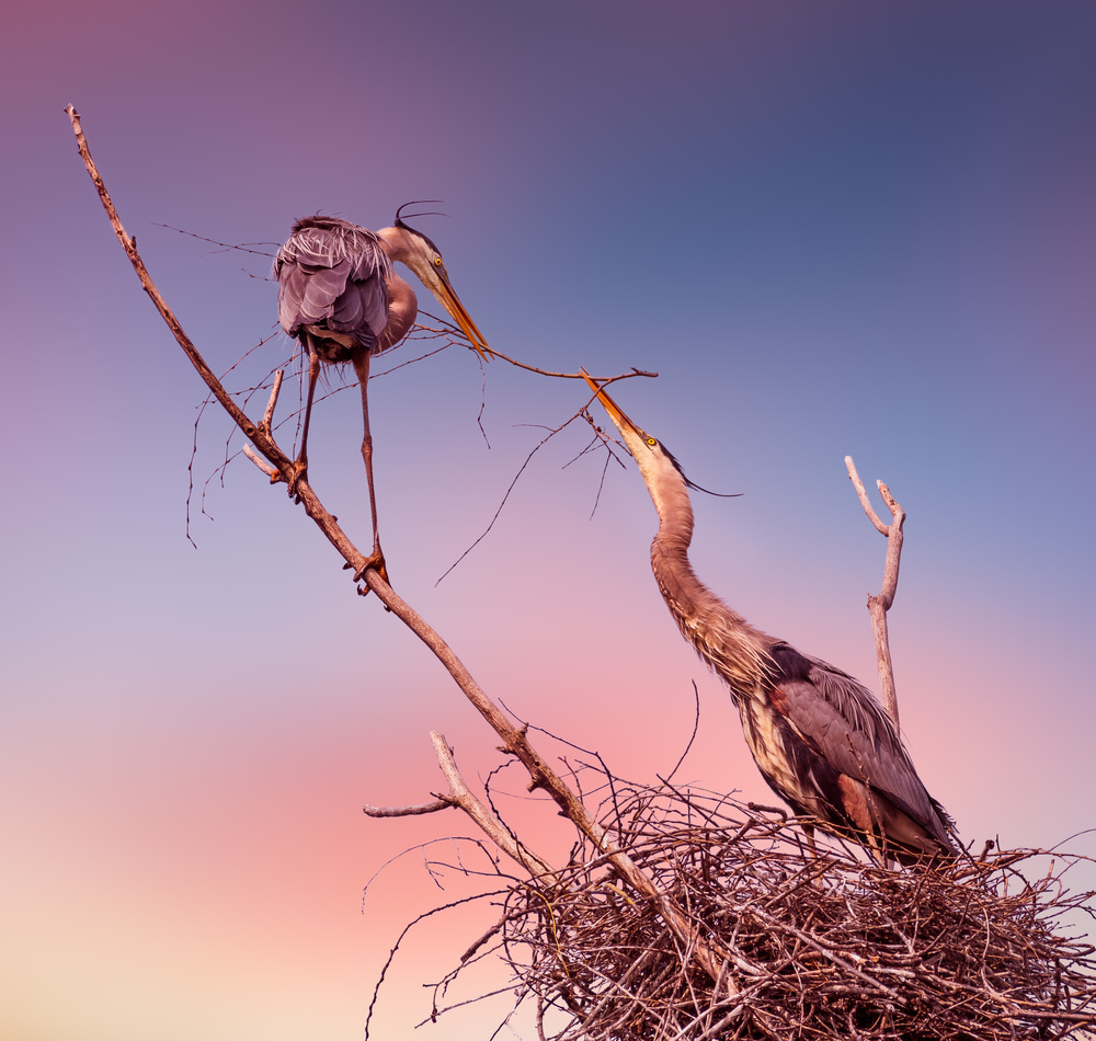 Honey, be careful with this one! von Kevin Wang