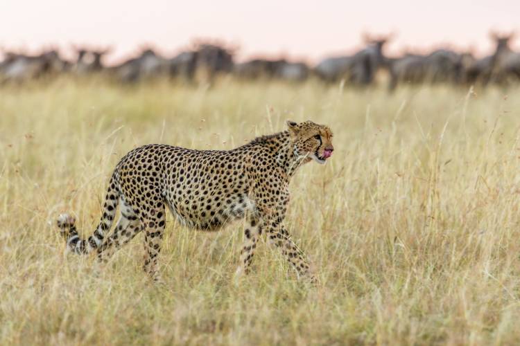 After von Khaleel Nadoum