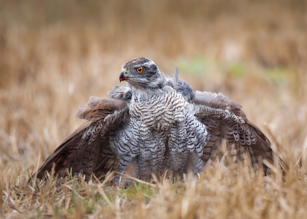 Protecting the kill von Kieran O Mahony AIPF