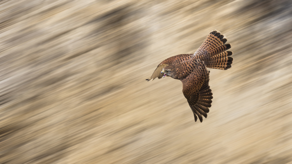 Speeding Falcon von Kieran O Mahony AIPF
