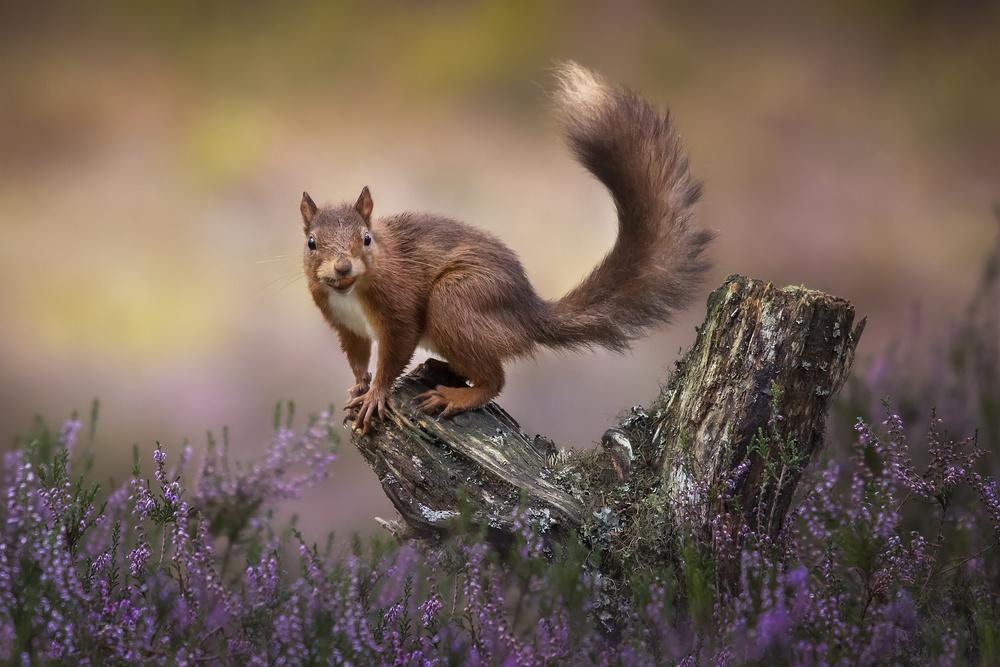 Above the heathers von Kieran O Mahony AIPF