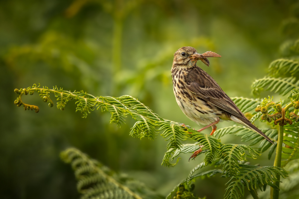 Meadow Pipit with Moth von Kieran O Mahony AIPF