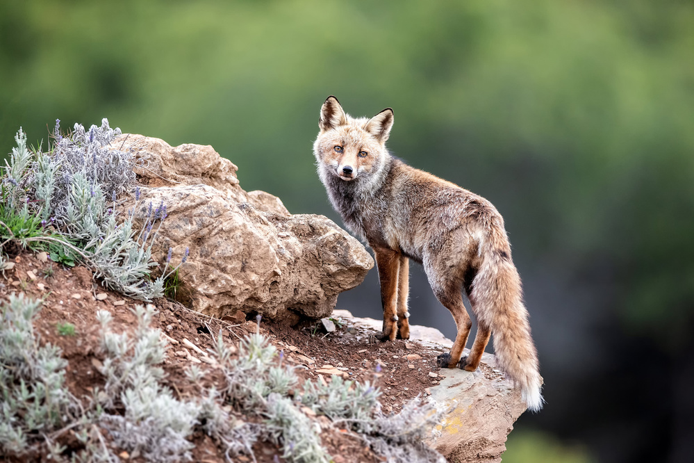 Lost look von Kique Ruiz