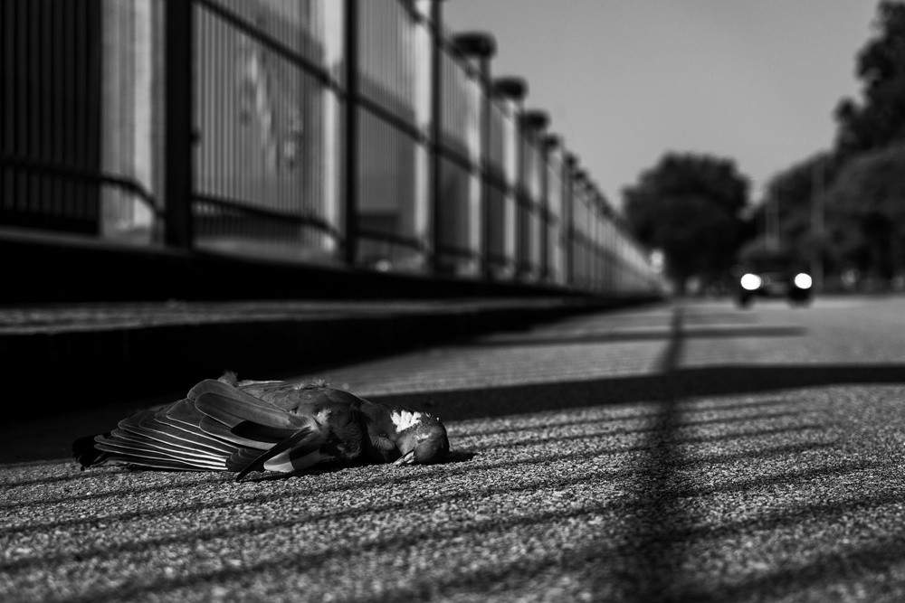 No hope von K|K - Carlos Costa