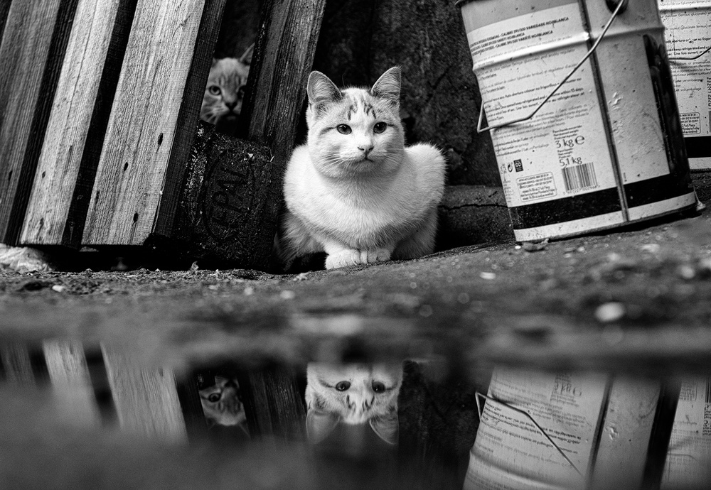 untitledl von K|K - Carlos Costa