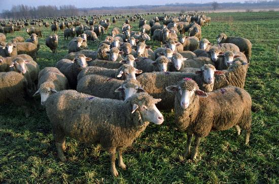 Schafherden schwinden (Archivfoto und Text 1992) von Klaus Franke