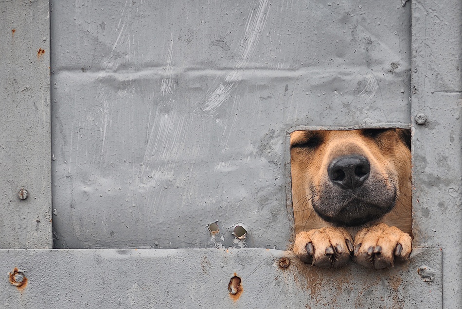 Benji\'s window von Knartist