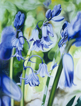 bluebells von James Knowles