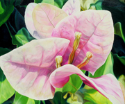 Blushing Bungambilia von James Knowles