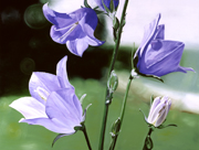 Campanula von James Knowles