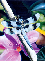 Dragonfly von James Knowles