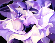 El Biale de la Bugambilia von James Knowles