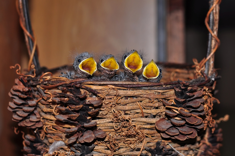 Siblings von Koichiro Yamasaki