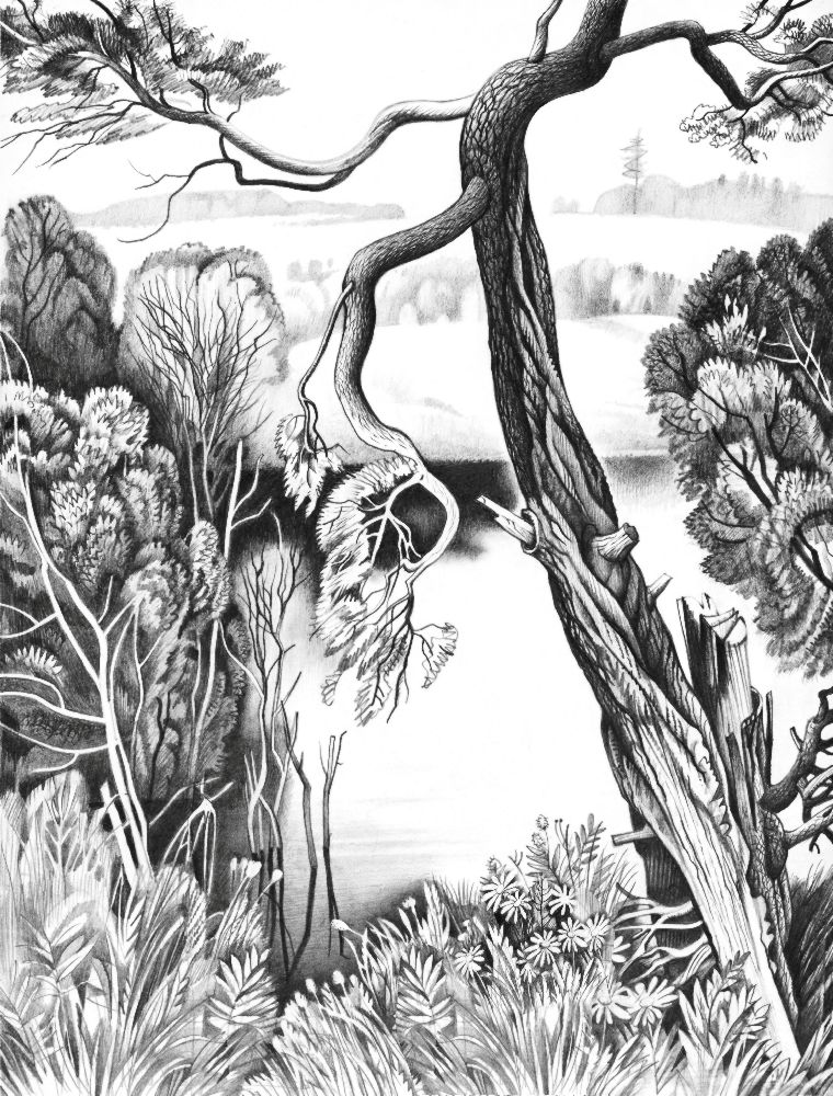 Die Kiefer am Wasser von Konstantin Avdeev