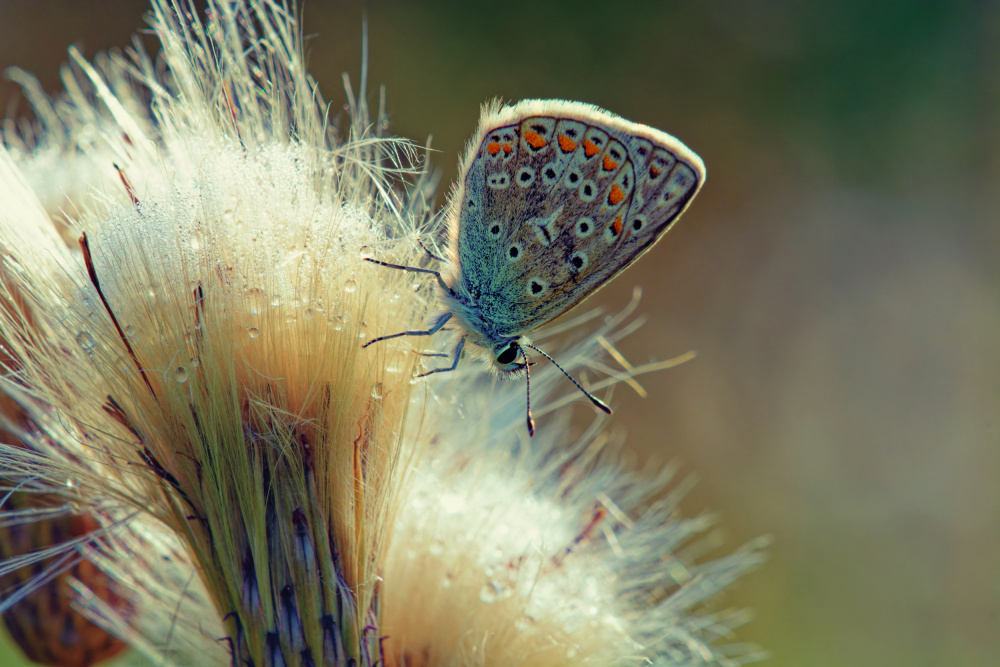 untitledl von Konstantin Selezenev