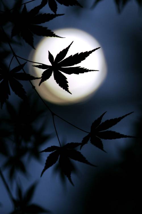 Color of Japan von Kouji Tomihisa