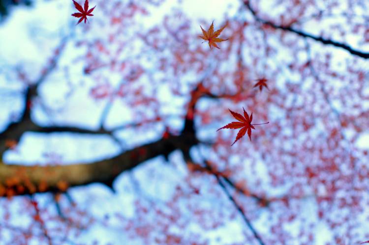 heirinji von Kouji Tomihisa