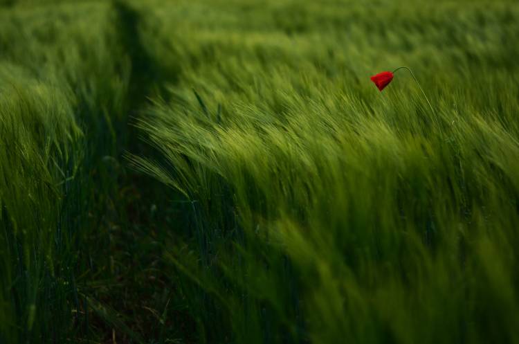 In The Wind von Kovop