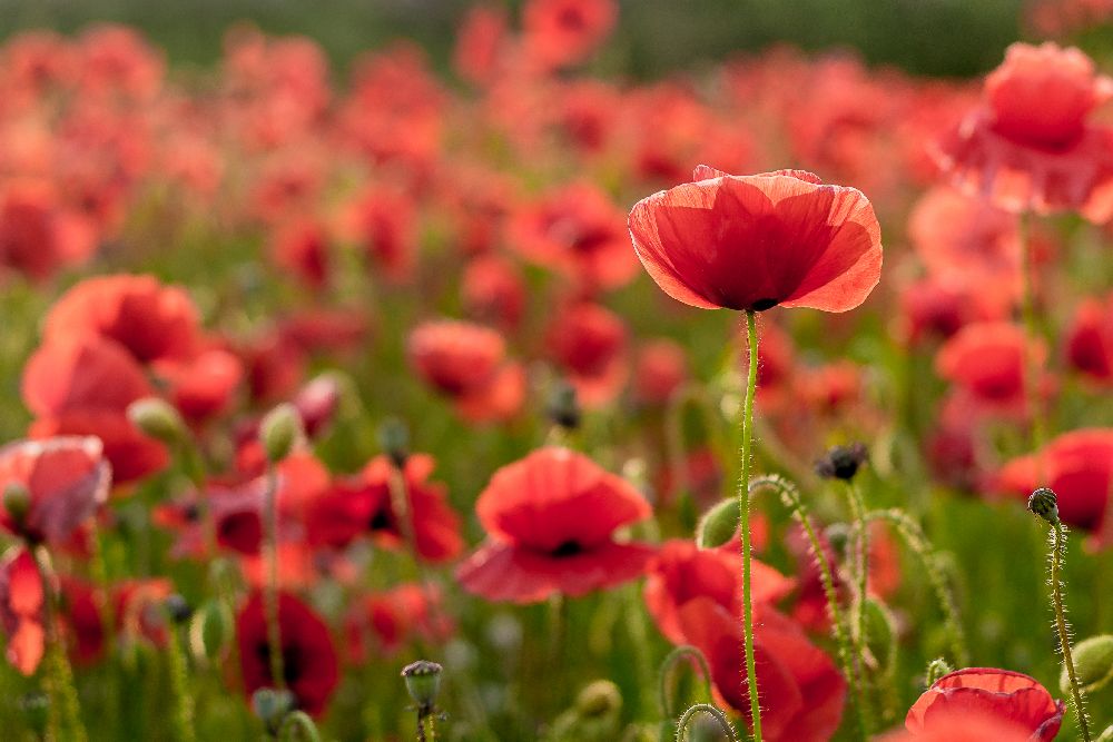 Das Licht dahinter von Kristin Gray