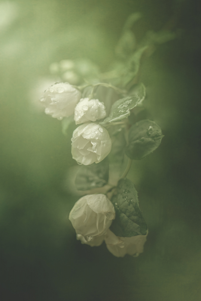 Jasmine von Kristina Zvinakeviciute