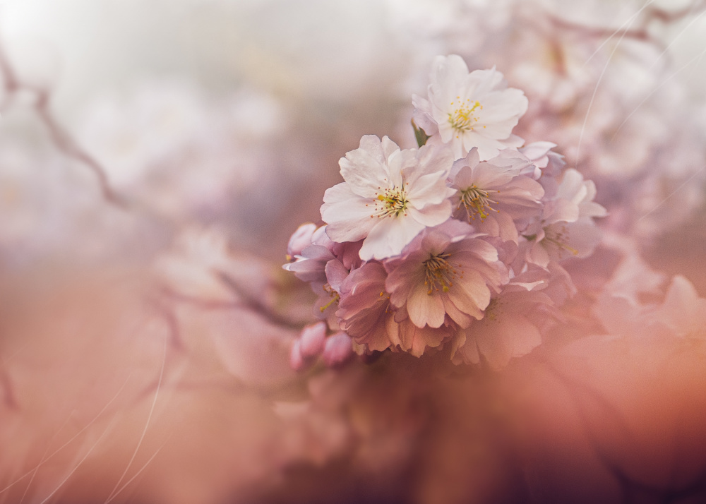 Sakura von Kristina Zvinakeviciute