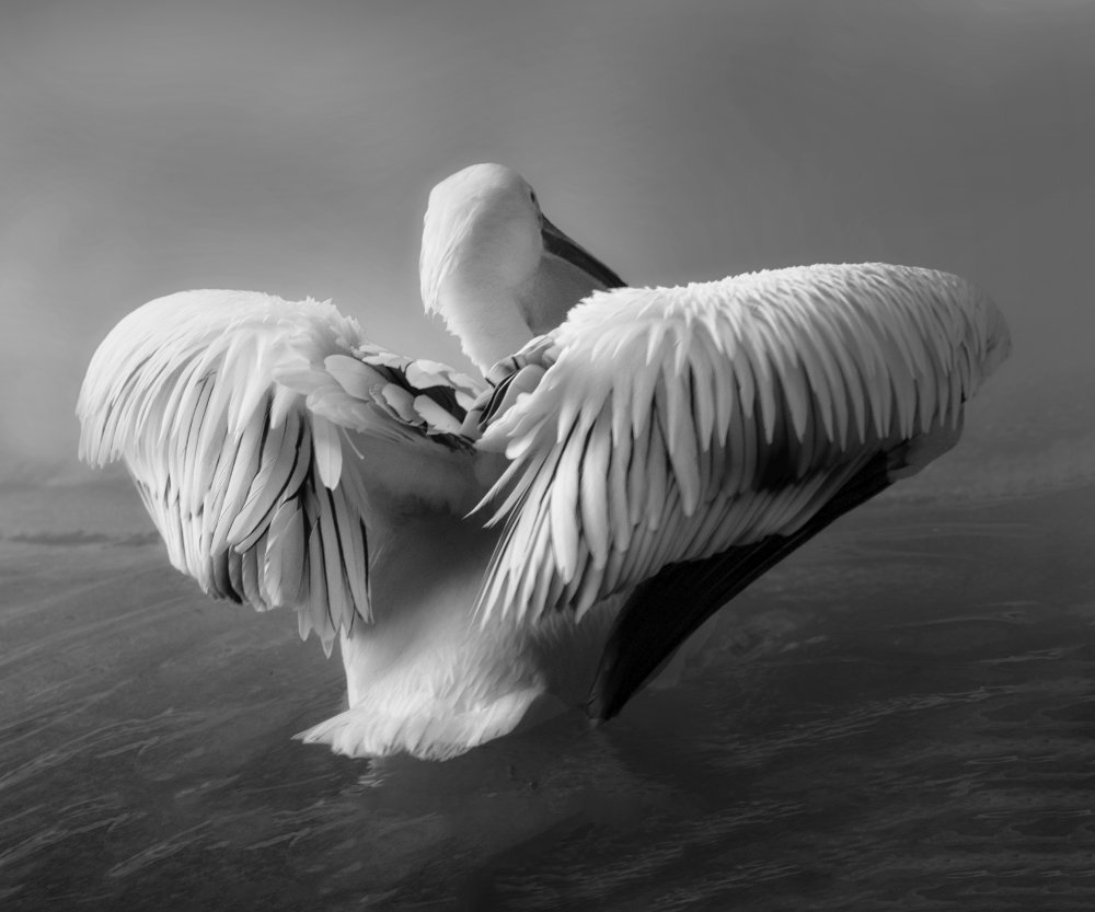 The Pelican von Krystina Wisniowska