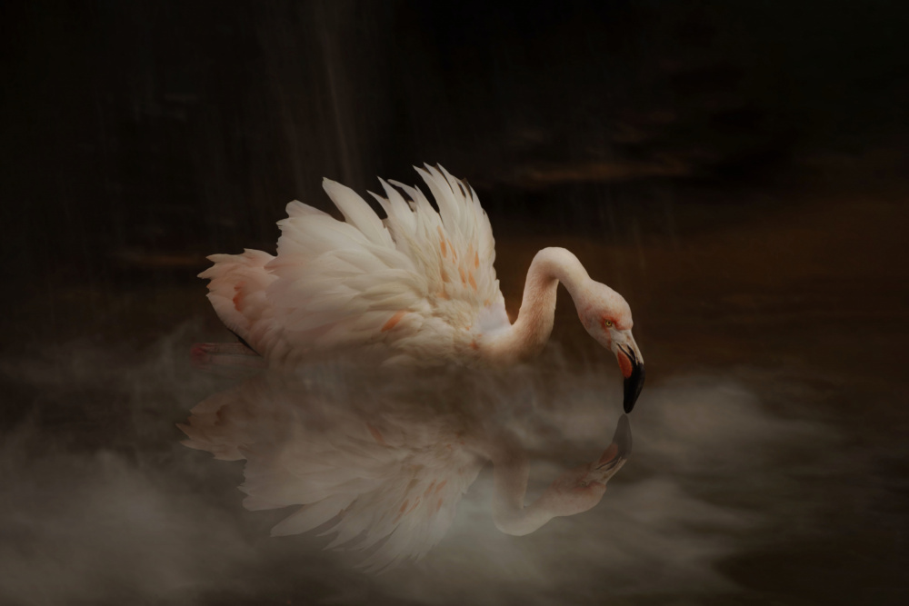 Flamingos Paradise von Krystina Wisniowska