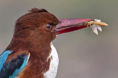 Kingfisher With Catch