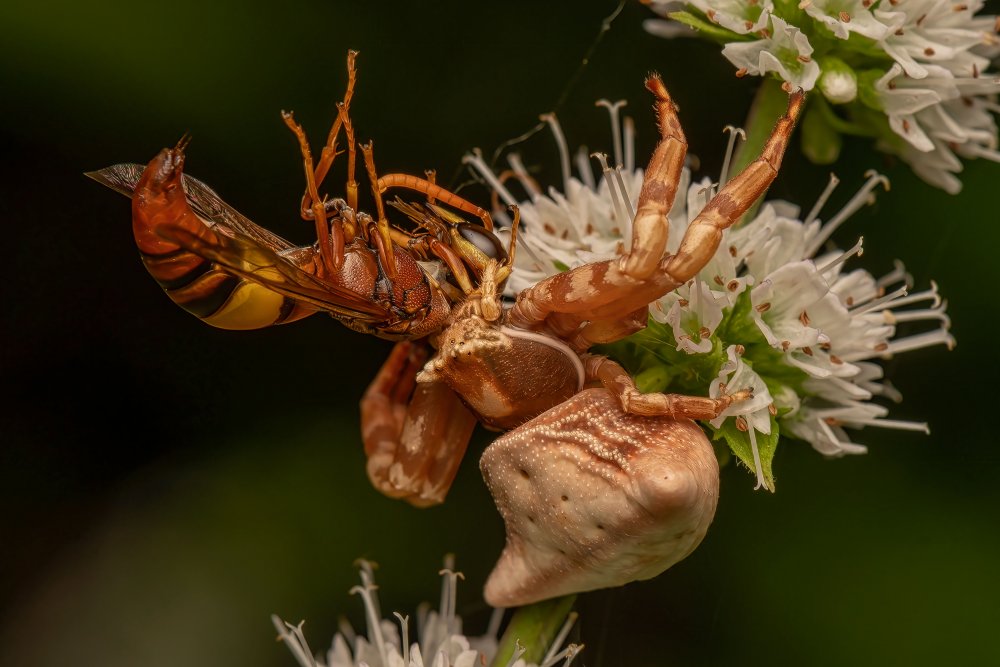 Crab Spider With Wasp Kill von Kumar Kranti Prasad