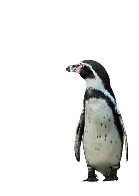 Pinguin -  KUNSTKOPIE