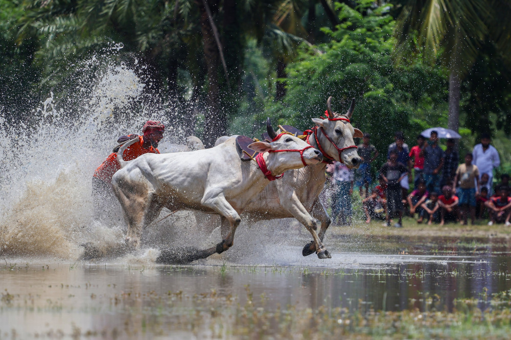 Moichara cattle race fastival von Kuntal Biswas