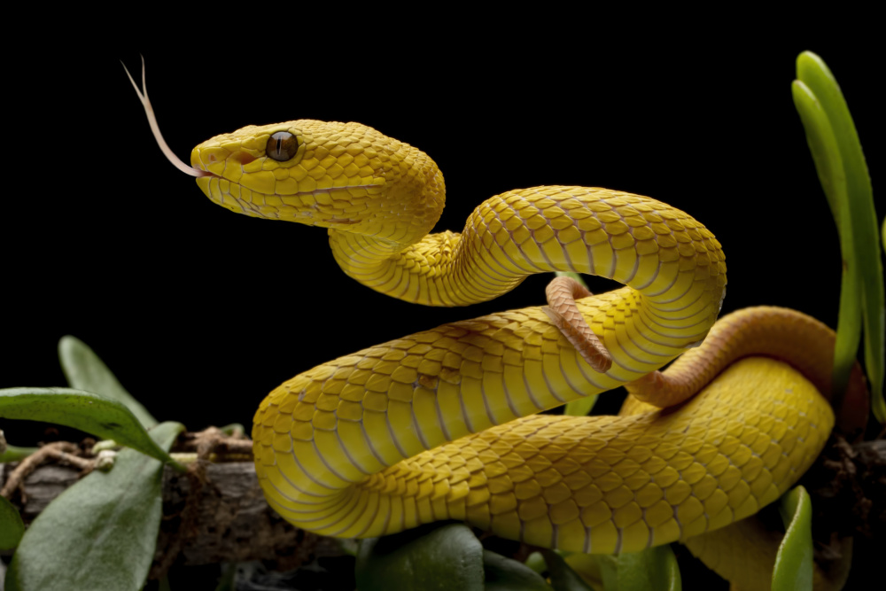 The Yellow von Kurit Afsheen