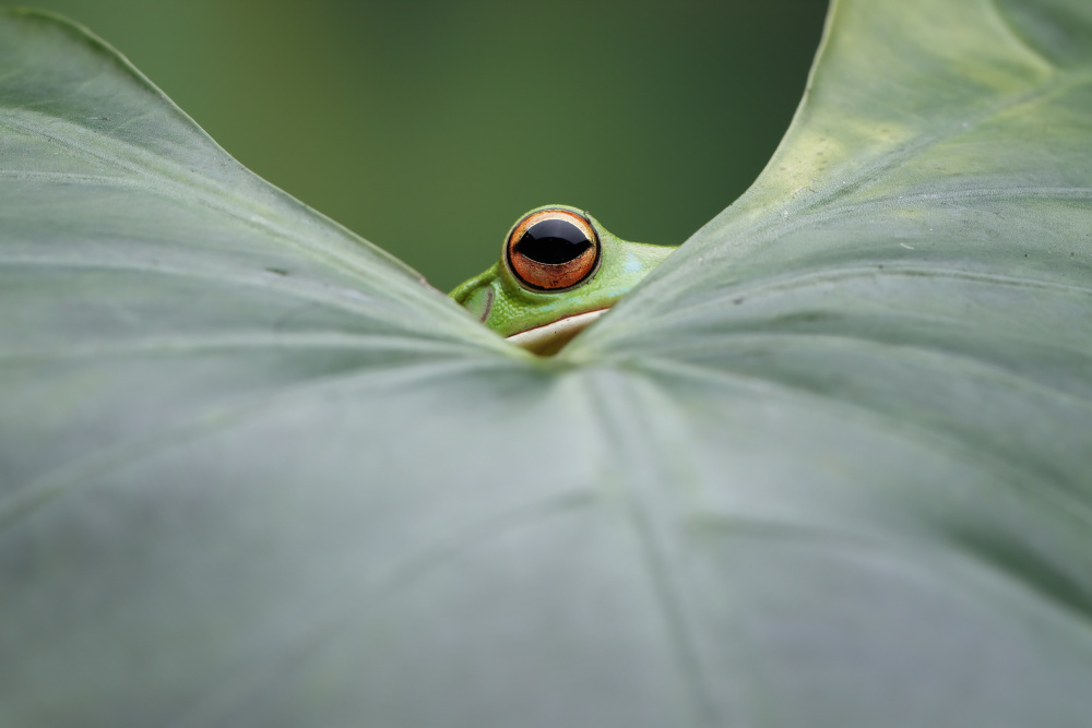 Spy von Kurit Afsheen