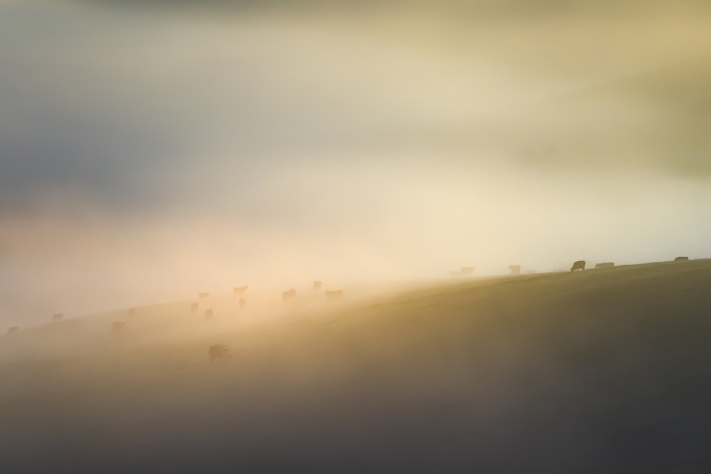 Cow farm Under mist von Kutub Uddin