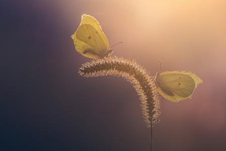 Brimstone Butterflies
