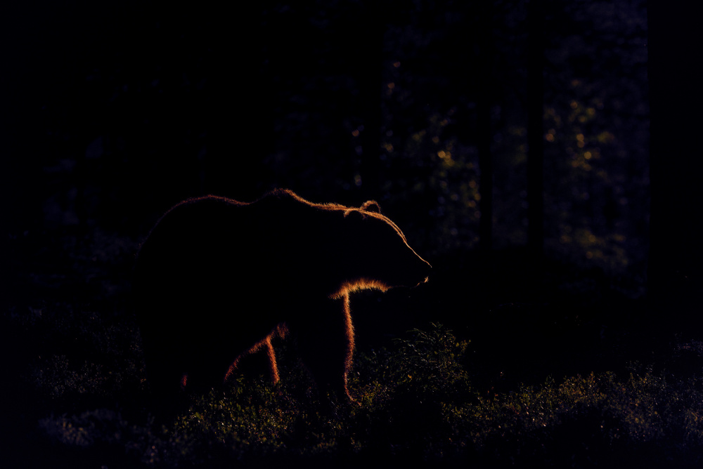 Brown bear in backlight von Larissa Rand