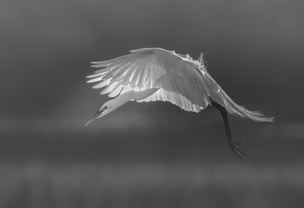 Prepare for landing von Larry Deng