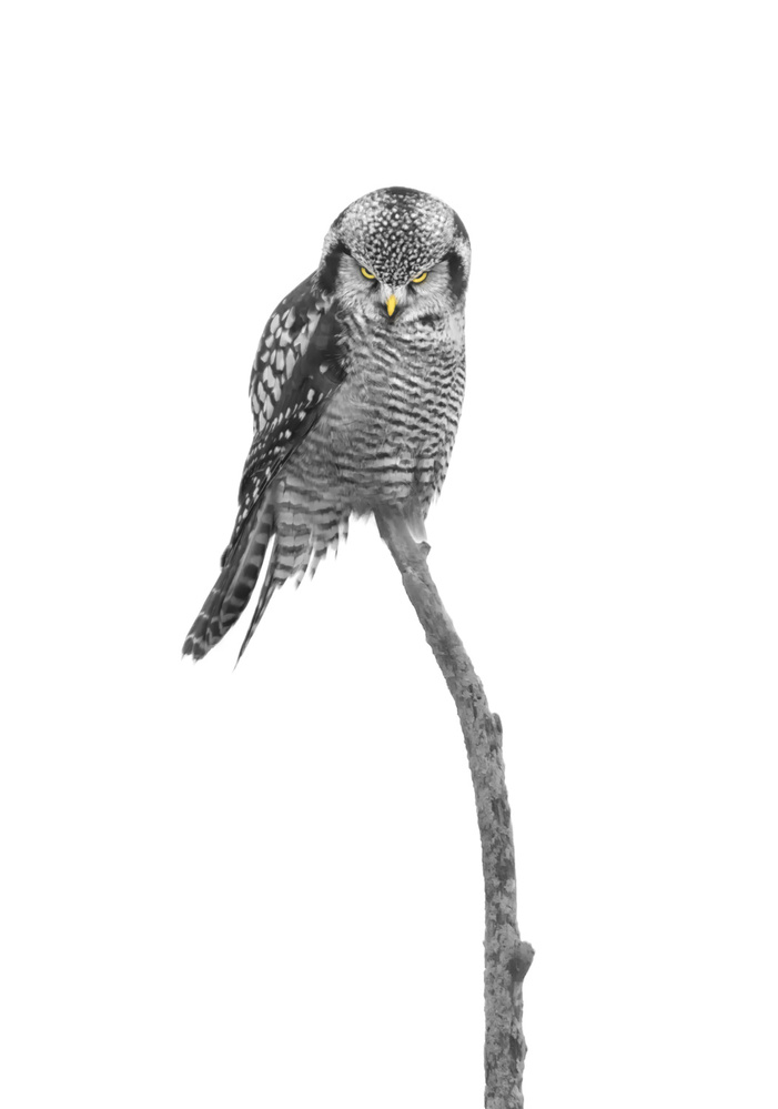 The lOOk von Larry Deng