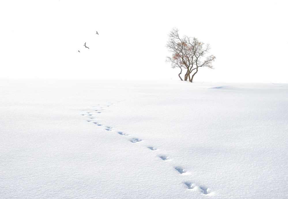 A snow day von Larry Deng