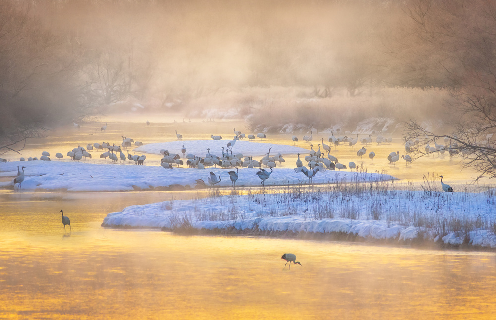 Golden morning von Larry Deng