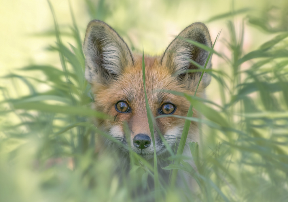 Hello von Larry Deng