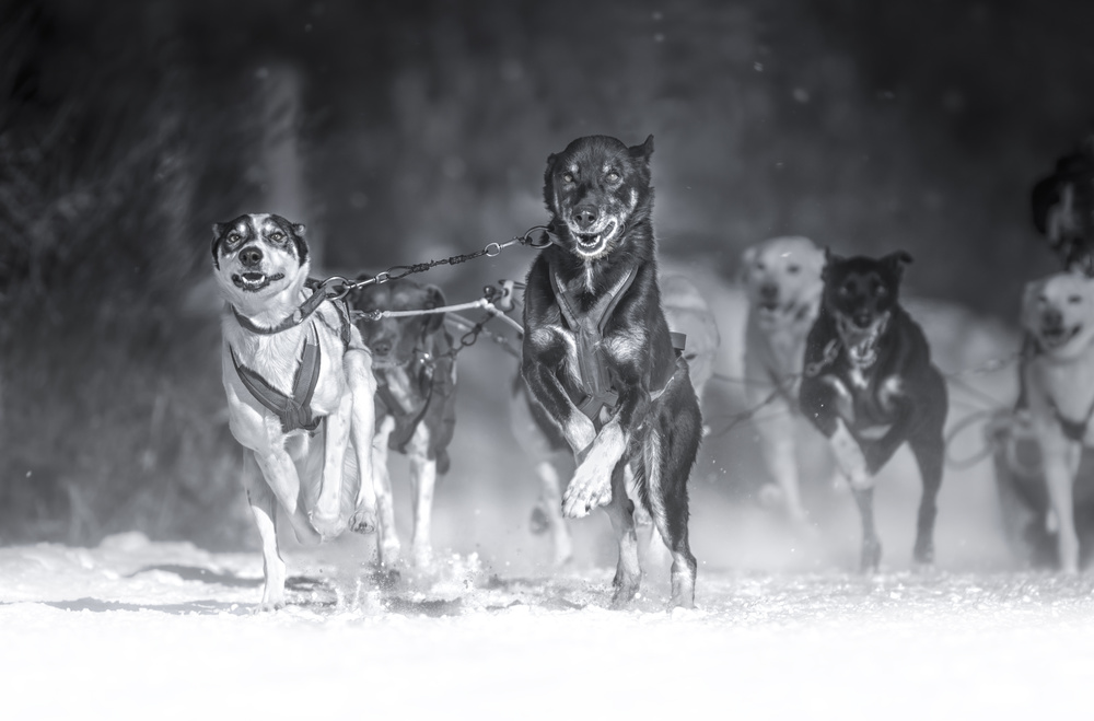 Dog day von Larry Deng