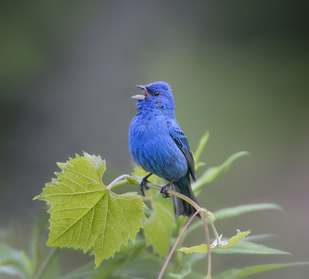 Indigo Bunting von Larry Deng