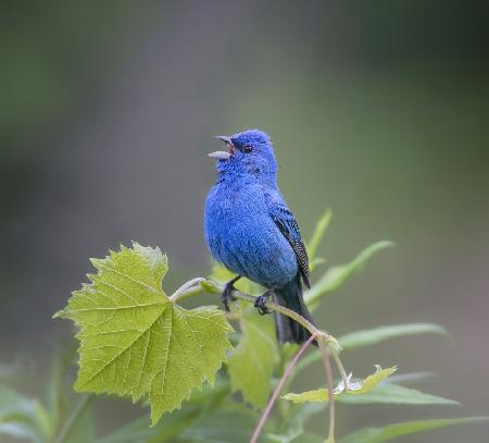 Indigo Bunting