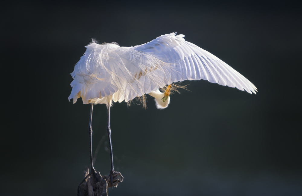 Combing von Larry Deng