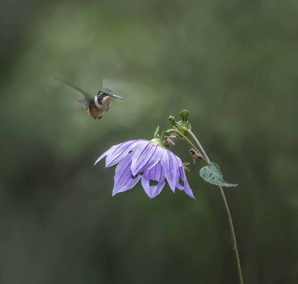 Hummingbird in flight von Larry Deng