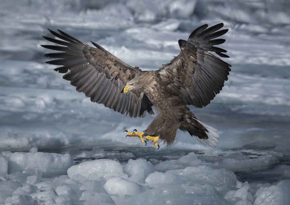 Landing von Larry Deng